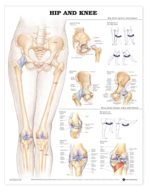 Hip and Knee